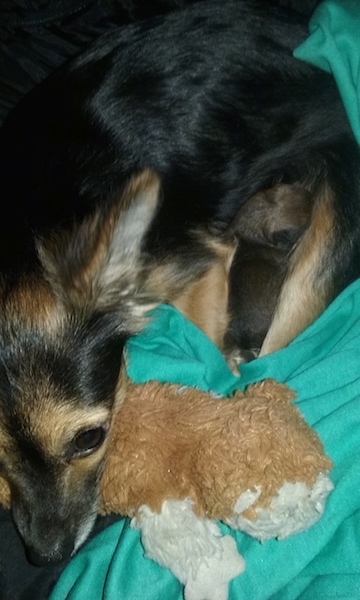 View from the top looking down at the dog - a medium-haired, toy-sized, Pomchi dog laying down on a green blanket next to a plush toy.