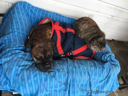 Bruno the Boxer wearing a jacket laying on a blanket on a dog bed with a cat laying on Bruno