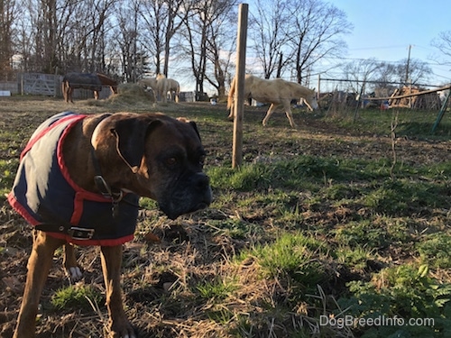 Bruno the Boxer wearing a jacket in front of a bunch of horses