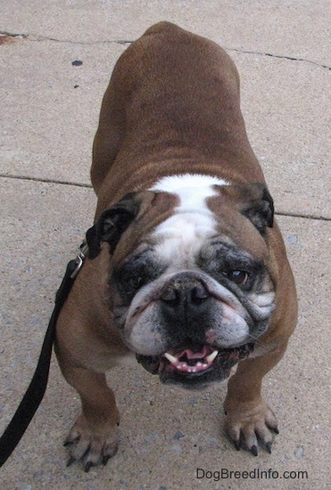 A brown with white and black English Bulldog is standing on a sidewalk, its mouth is open and it looks like it is smiling.