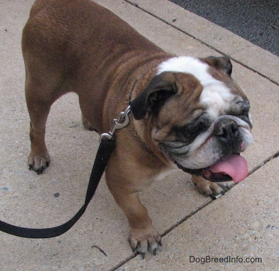 Topdown view of the front right side of a brown with white and black English Bulldog that is standing on a sidewalk, its mouth is open and its tongue is out.