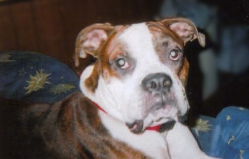 Blaze the brown brindle with white Boxer American Bulldog mix sitting on a blue couch that has a moon, sun and star pattern on it