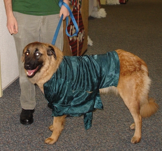 Maria Carlotta the Estrela Mountain Dog standing with her owner inside a building on a leash dressed up in a shiny green shirt