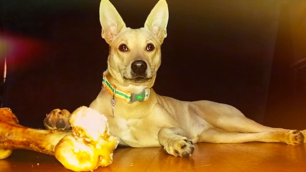 A tan, large perk-eared dog laying down on a hardwood floor with its front paw on a huge dog bone.