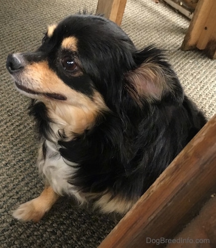 Side view - A tricolor longhaired Chihuahua sitting against a wooden chair.