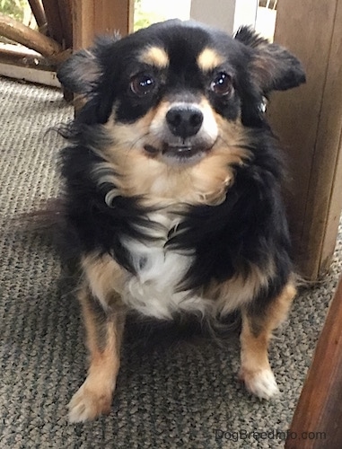 Front view - A tricolor longhaired Chihuahua sitting against a wooden chair. It has its ears pinned back and its bottom teeth are showing.