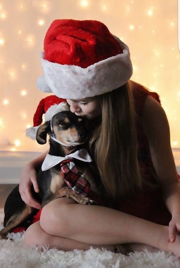 Shoeless Joe 'Jackson' the ChiPin and a lady are cuddled together on a white rug. They both are wearing a Santa Hat