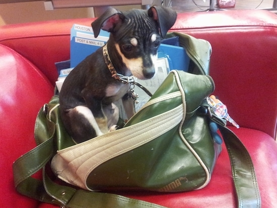 A tiny black and tan dog sitting on top of a greeb Puma handbag on a red leather couch