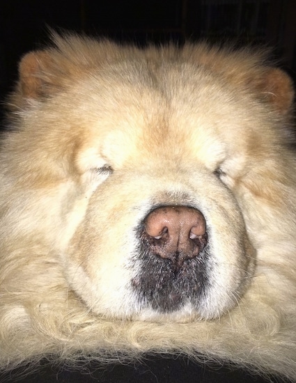 Close Up  head shot - Mocha Jo the cream Chow Chow with her eyes closed