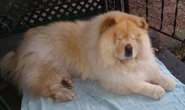 Mocha Jo the cream Chow Chow is laying outside on a blanket. She has a large head and her small eyes are closed