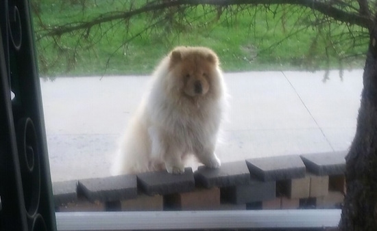 Fluffy Mocha Jo the cream Chow Chow is standing outside jumped up against a brick wall. She looks like a teddy bear.