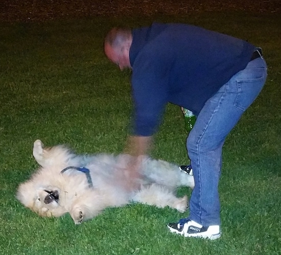 Mocha Jo the cream Chow Chow is laying on her back belly-up and being pet by a man in a blue shirt and jeans holding a green bottle of soda out in the grass at night
