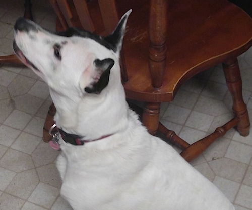 Side view head and upper body shot - A white with black mixed breed dog is sitting on a tiled floor and next to it is a wooden chair.