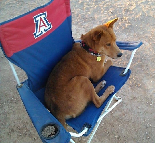 View from above looking down at the dog - A red with black dingo mixed breed dog is sitting on a red and blue chair in the sand.