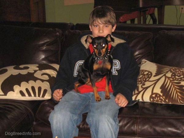 A black and tan Miniature Pinscher dog sitting in the lap of a boy that is sitting on a brown leather couch.