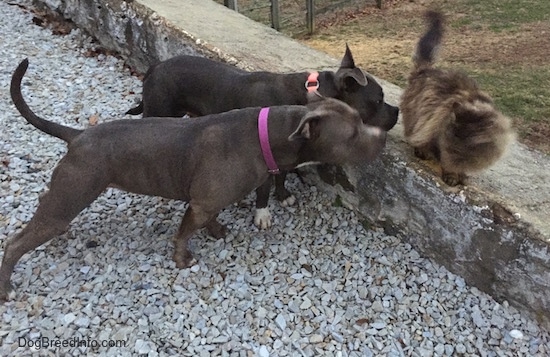 The right side of a black with white American Bully and a gray with white Pit Bull Terrier are getting close to a terrified cat that is on top of a stone wall.