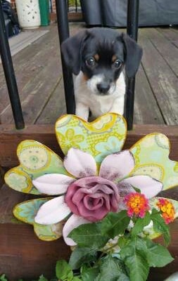 A small, young drop-eared tricolor black, tan and white puppy jumped up on the rail of a wooden deck with its head poking through the black medal rails in front of a garden that has real and fake flowers in it.