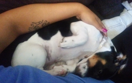 A tricolor black, tan and white dog layig belly out on a person's lap. The person has their nails painted hot pink.