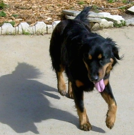 Axl the black and tan English Shepherd is standing in a garage. There is a car next to it.