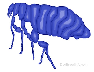 Drawling of a flea close up