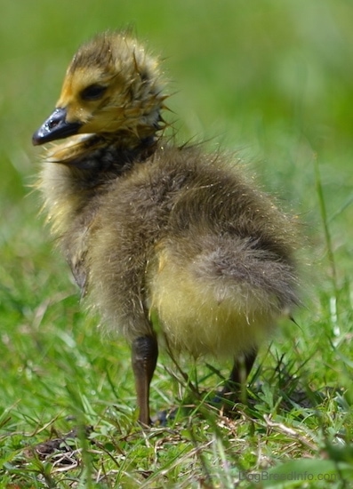 Close Up - A small fuzzy, featherless, goslings standing in the grass