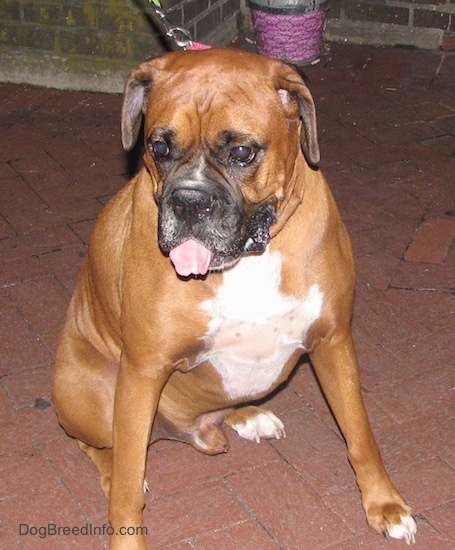 The front right side of a brown with white Boxer that is sitting on a brick porch, it is looking down, to the left, with its mouth open and tongue out. 