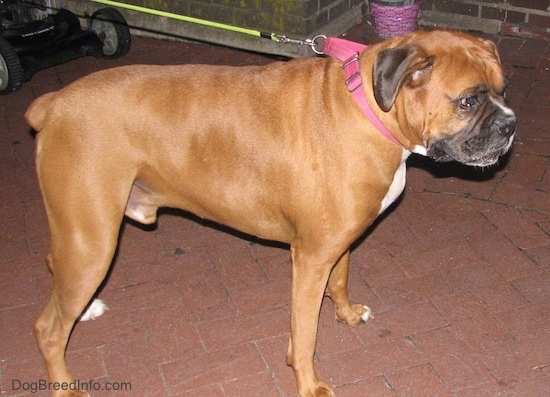 The right side of a brown with white Boxer that is standing on a brick porch, there is a lawn mower and a pink flower pot behind it.