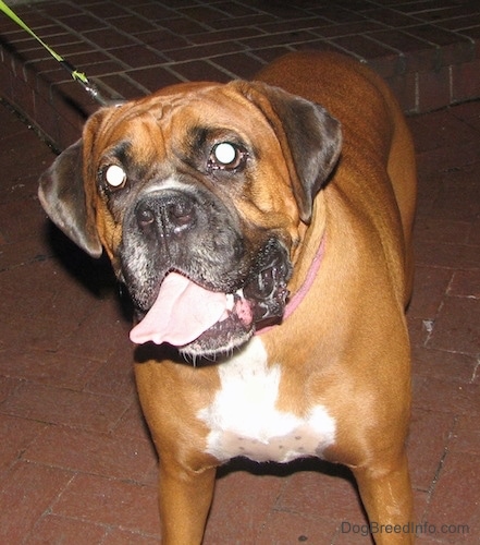A brown with white Boxer is standing on a brick porch, its mouth is open and its tongue is out.