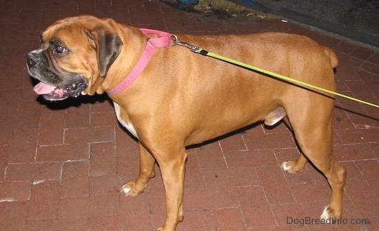 The left side of a brown with white Boxer that is wearing a pink collar and a yellow leash, it is standing across a brick porch, its mouth is open and its tongue is out.