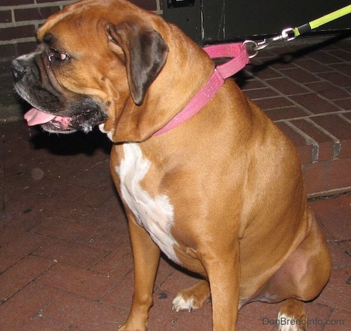 The front left side of a brown with white Boxer that is sitting on a brick porch, it is looking to the left and it has a little bit of slobber on its lower lip.