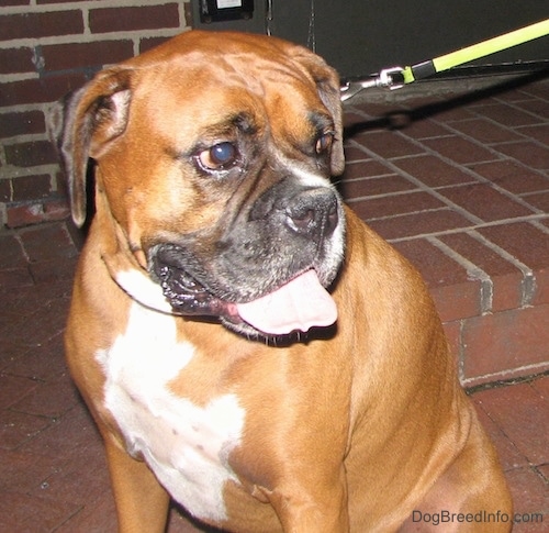The front left side of a brown with white Boxer that is sitting across a brick porch, it is looking to the right with its mouth open and its tongue out.