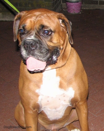 A brown with white Boxer is sitting on a brick porch, it is looking to the left, its mouth is open and its tongue is out.