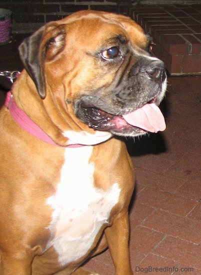 Close up - The front right side of a brown with white Boxer that is sitting on a brick porch, it is looking to the right, its mouth is open and its tongue is sticking out.