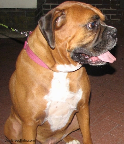 Close up - A brown with white Boxer is wearing a pink collar, it is sitting on a brick porch, its mouth is open, its tongue is sticking out and it is looking to the right.