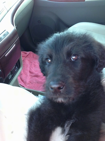 Close up - A fuzzy looking black with white Shepadoodle puppy is laying against the lap of a person in the drivers seat of a vehicle looking up at the camera with its head tilted.