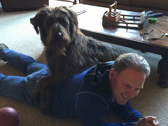 A person is laying across a tan carpet on his belly and a large hairy, dark brown and tan Shepadoodle dog has his front paws across the man's back. The dog is looking at the camera and the man is laughing. The dog looks like Chewbacca from Star Wars.