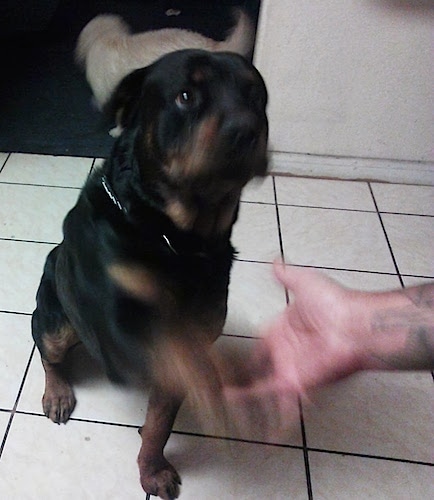 A black and tan Rottweiler is sitting on a white tiled floor and it is putting its left paw in the hand of a person that has a tatoo.
