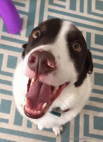 Top down view of a large-breed, brown and white mixed breed dog that is sitting on a carpeted floor, it is looking up, its mouth is open and it looks like it is smiling.