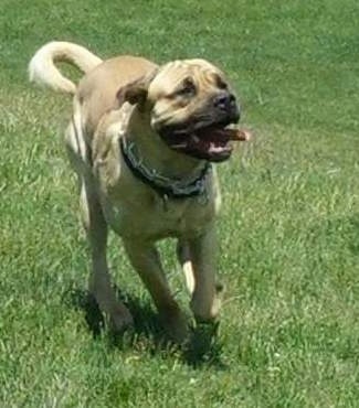 Action shot front view - An extra large breed, large muscular, wrinkly big headed, tan with black mastiff dog wearing a prong collar running in a grassy feild with its tongue flapping around.