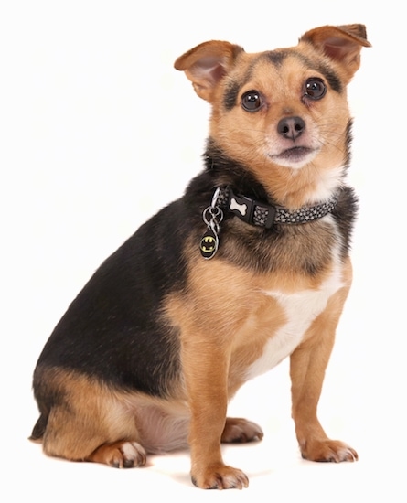 A black with tan and white Jack Chi is wearing a Batman dog tag sitting on a white backdrop
