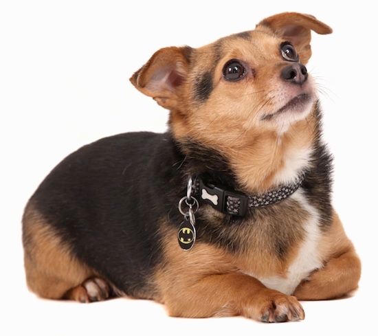 A black with tan and white Jack Chi is wearing a Batman dog tag hanging from its black collar laying on a white backdrop, it is looking up and to the right.