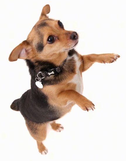 A black with tan and white Jack Chi is standing on its hind legs with its front paws in the air