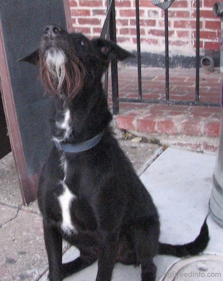 Front side view - A rose-eared, shorthaired black with a tuft of white dog with a longer wiry black, gray and white beard of hair on its chin sitting on a sidewalk in front of a large silver planter stretching its neck to look up in the air.