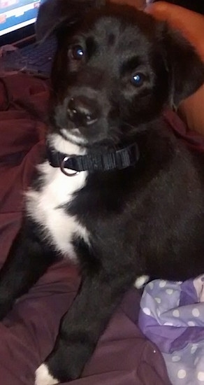 Front side view from the top looking down at the dog - A black with white Labrador mix puppy is wearing a black collar sitting on a bed looking forward and its head is slightly tilted to the right.