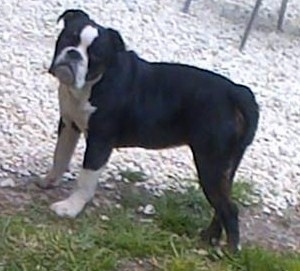 Left Profile - A black with white and brown Olde English Bulldogge puppy is standing outside on dirt in between grass and white stone looking forward.