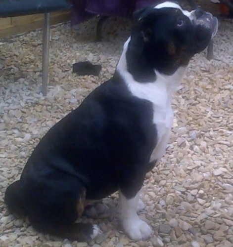 Side view - A muscular black with white and brown Olde English bulldogge puppy is sitting on gravel looking up.