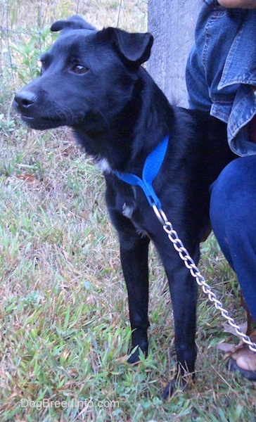 Side view - A shiny black dog with small flop ears that hang over to the front wearing a blue collar and a chain link leash looking forward with a person kneeling next to it.
