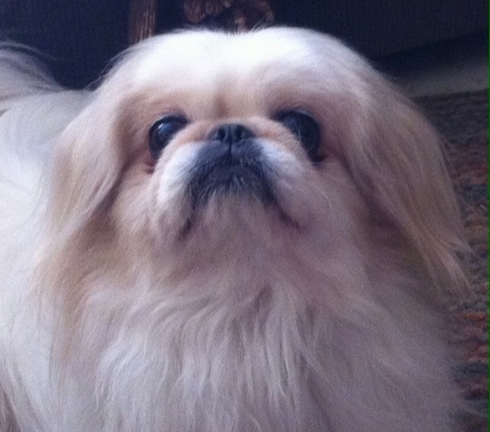 Close up front view head shot - A tan with white Pekingese is standing on a rug and it is looking up.