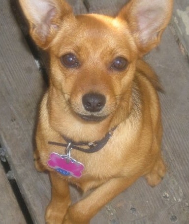 Close up front view - A Pineranian dog with large perk ears sitting on a wooden deck wearing a pink bone collar tag with one front paw in the air.