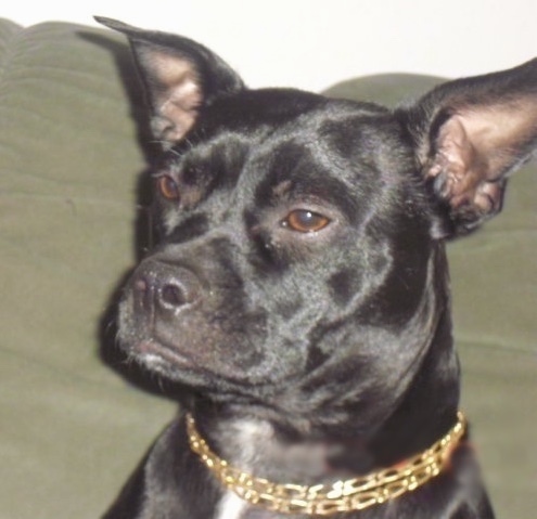 Close up head shot of a perk eared shiny black dog with brown eyes with its head turned to the left. It has a gold chain collar on.